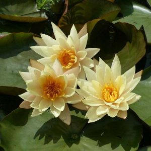 Nénuphar Nymphaea 'Hawaiian Gold'