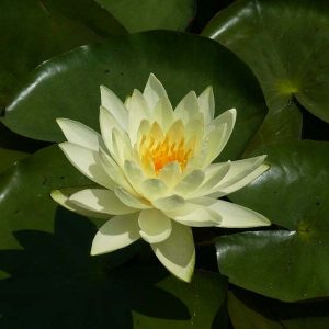 Nénuphar Nymphaea 'Lemon Mist'