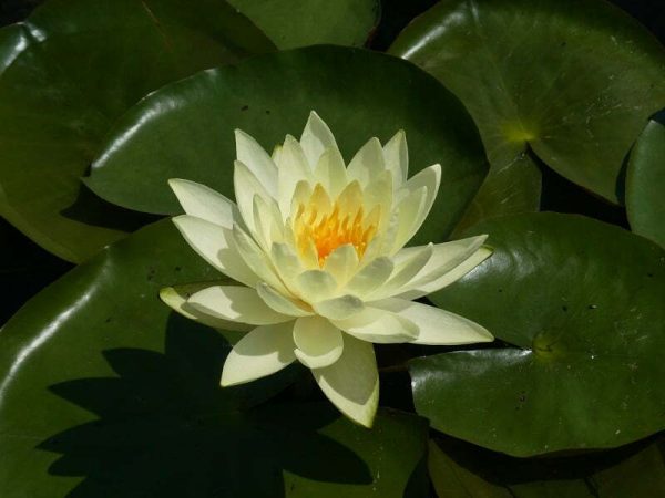 ninfea-lemon-mist-4