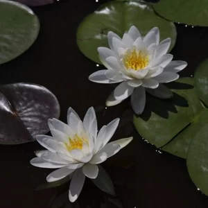 ninfea-odorata-2