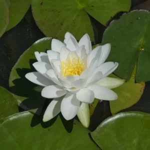 Nénuphar Nymphaea 'Odorata'