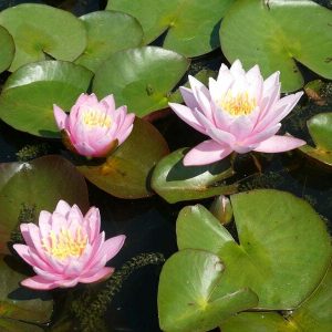 Nénuphar Nymphaea 'Odorata Luciana'