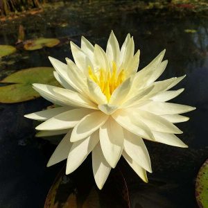 ninfea-yellow-queen-2