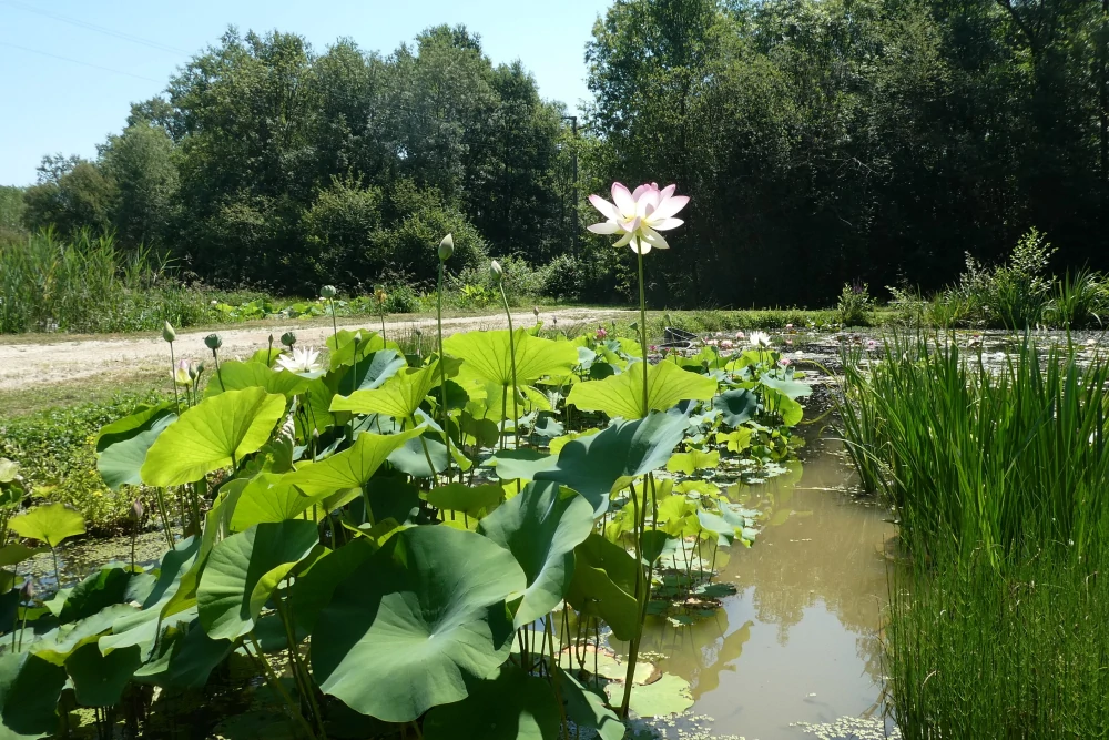 vivier des plantes aquatiques