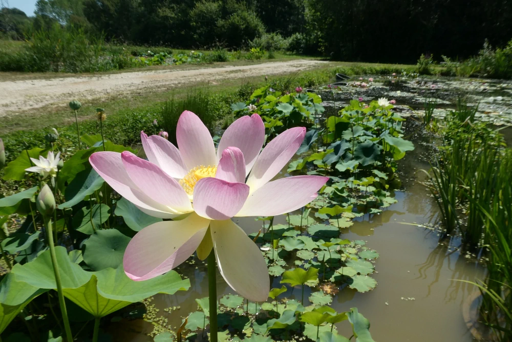 vivier des plantes aquatiques