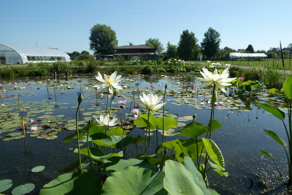 vivier des plantes aquatiques