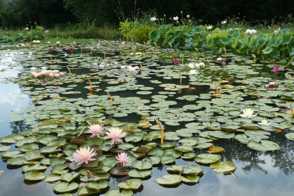 vivier des plantes aquatiques