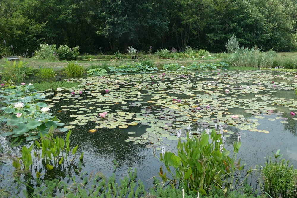 vivier des plantes aquatiques