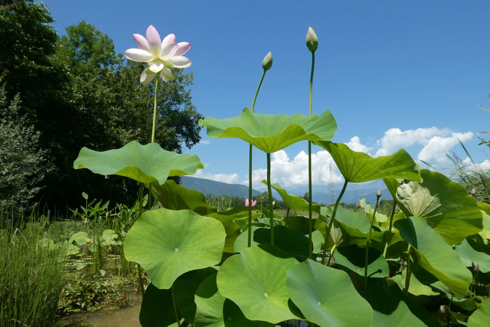 vivier des plantes aquatiques