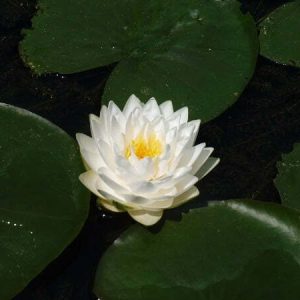 Nénuphar Nymphaea 'Gonnere'