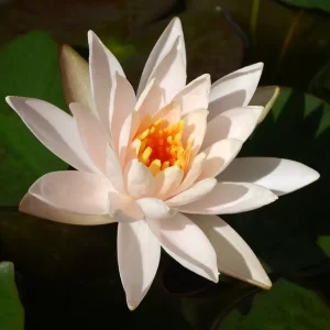 Nénuphar Nymphaea 'Highlight'