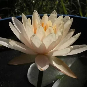 ninfea-highlight-4