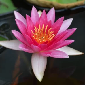 Nénuphar Nymphaea 'Laydekeri Liliacea'