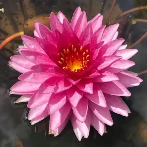 Nénuphar Nymphaea 'Mahasombut'