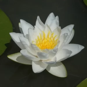 ninfea-white-sultan-2