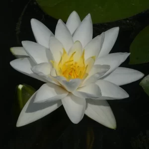 Nénuphar Nymphaea 'White Sultan'