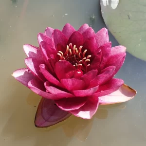 ninfea-siam-garnet-2