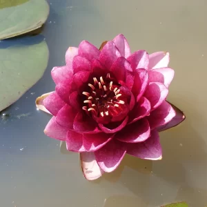 Nénuphar Nymphaea 'Siam Garnet'