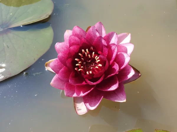 ninfea-siam-garnet-3