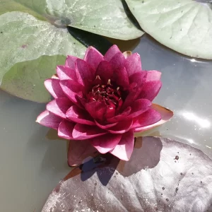 ninfea-siam-garnet-4