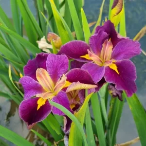 Iris louisiana 'Spicy Cajun'
