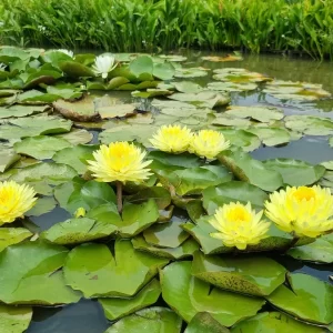 Nénuphar Nymphaea 'Puttaraksa'