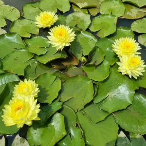 ninfea-puttaruksa-4