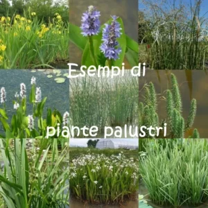Kit Phyto Piscine Naturelle 200 m²