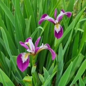 Iris versicolor 'Kermesina'