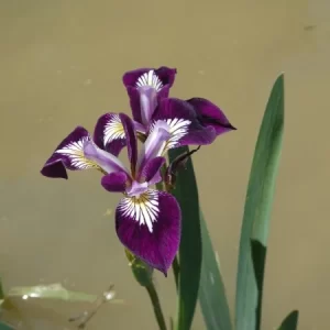 Iris versicolor 'Kermesina'