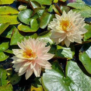 Nénuphar Nymphaea 'Awesome'