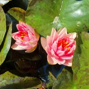 Nénuphar Nymphaea 'Berit Strawn'