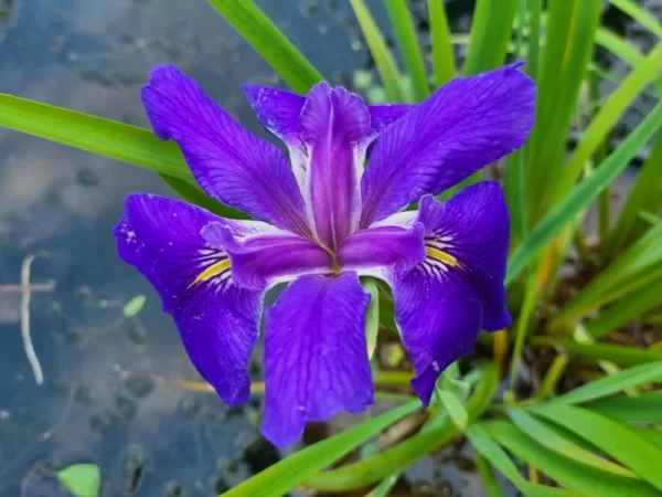 Iris louisiana Bayou Bluebird