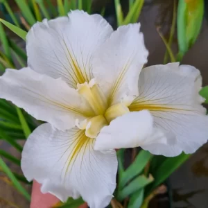 Iris louisiana Crushed Ice