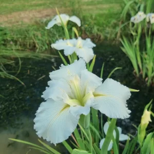 Iris louisiana Crushed Ice