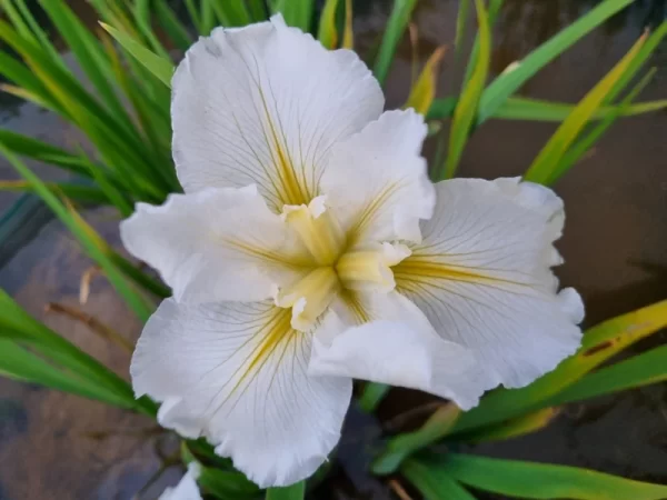 Iris louisiana Crushed Ice
