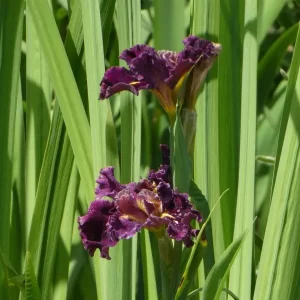 Iris louisiana Garnet Storm Dancer