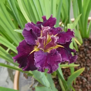 Iris louisiana Garnet Storm Dancer