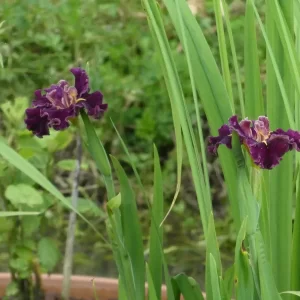 Iris louisiana Garnet Storm Dancer