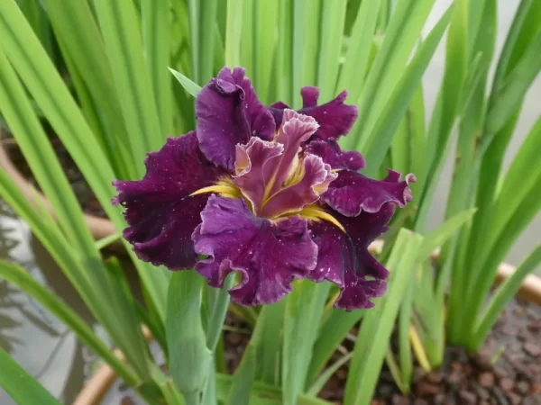 Iris louisiana Garnet Storm Dancer