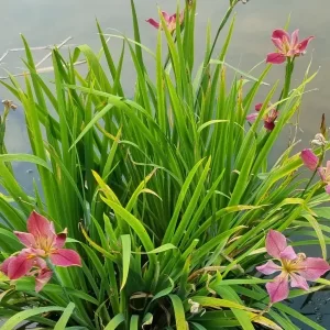 Iris louisiana Kissie