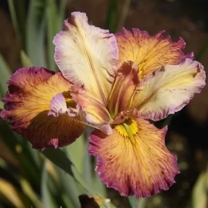 Iris louisiana Our Dorothy
