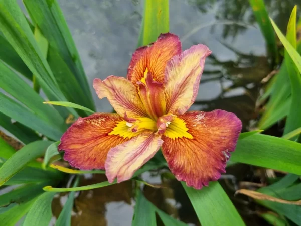 Iris louisiana Our Dorothy