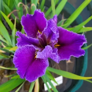 Iris louisiana Postmaster