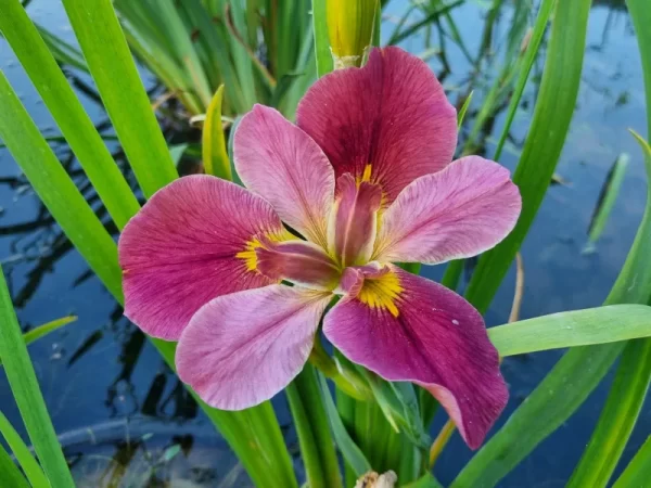 Iris louisiana Professor Jim