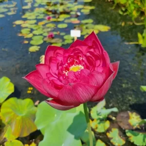 Nelumbo Happy Eyes