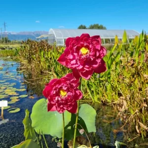 Nelumbo Happy Eyes