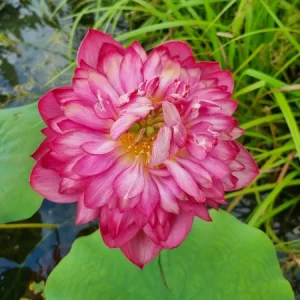 Nelumbo Happy Eyes