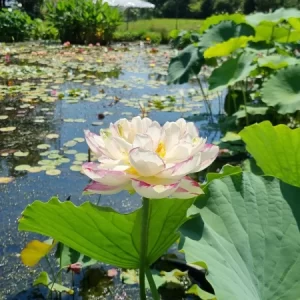 Nelumbo Large Versicolor o Dasajin