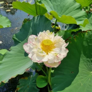 Nelumbo Large Versicolor o Dasajin